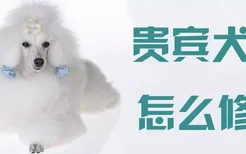 贵宾犬怎么修毛