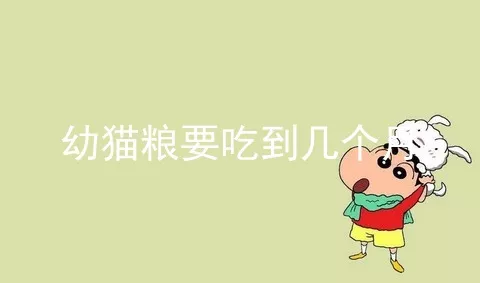 幼猫粮要吃到几个月