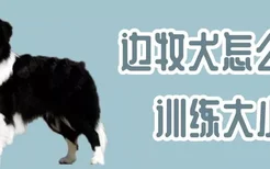 边牧犬怎么训练大小便