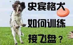 史宾格犬如何训练接飞盘