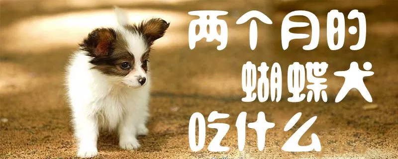 两个月的蝴蝶犬吃什么1