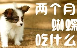 两个月的蝴蝶犬吃什么