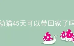 幼猫45天可以带回家了吗