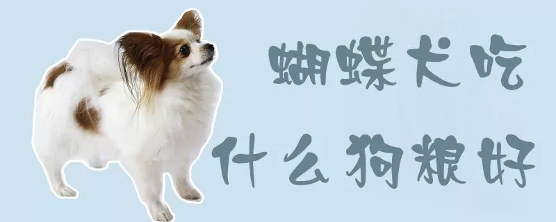 蝴蝶犬吃什么狗粮好1