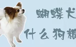 蝴蝶犬吃什么狗粮好