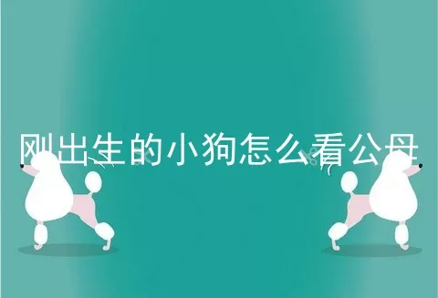 刚出生的小狗怎么看公母