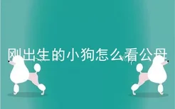 刚出生的小狗怎么看公母