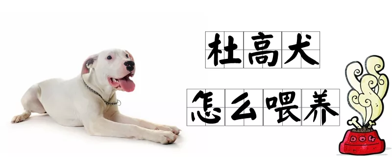 杜高犬怎么喂养