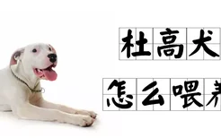 杜高犬怎么喂养