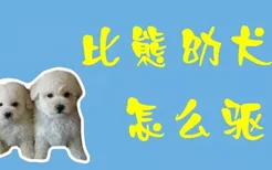 比熊幼犬怎么驱虫