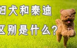 贵妇犬和泰迪的区别是什么