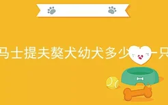 马士提夫獒犬幼犬多少钱一只