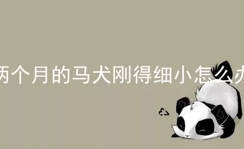 两个月的马犬刚得细小怎么办