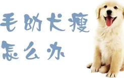 金毛幼犬瘦怎么办