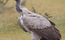 非洲兀鹫(学名：Gyps africanus) 野生几近灭绝