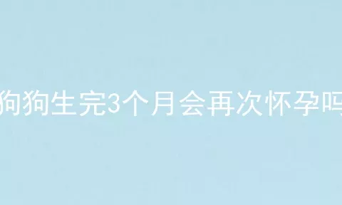 狗狗生完3个月会再次怀孕吗