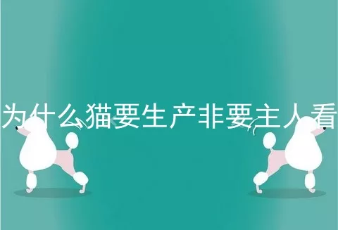 为什么猫要生产非要主人看