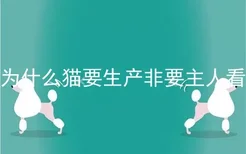 为什么猫要生产非要主人看