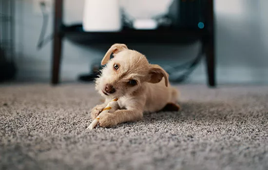 幼犬的饮食注意事项 这些致命食物千万别碰