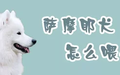 萨摩耶犬怎么喂养