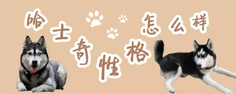 哈士奇犬性格怎么样1