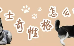 哈士奇犬性格怎么样