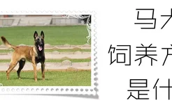 马犬的饲养方法是什么