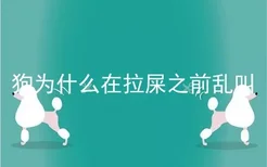 狗为什么在拉屎之前乱叫