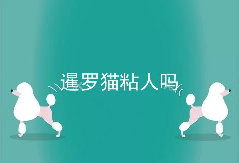 暹罗猫粘人吗