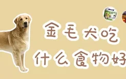 金毛犬吃什么食物好