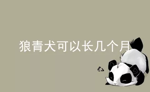 狼青犬可以长几个月