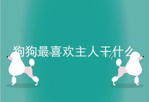 狗狗最喜欢主人干什么