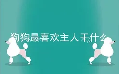 狗狗最喜欢主人干什么