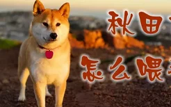 秋田犬怎么喂养