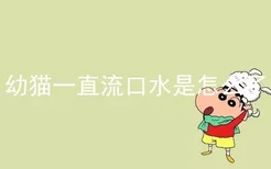 幼猫一直流口水是怎么了