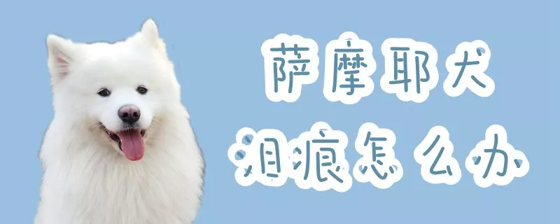 萨摩耶犬泪痕怎么办