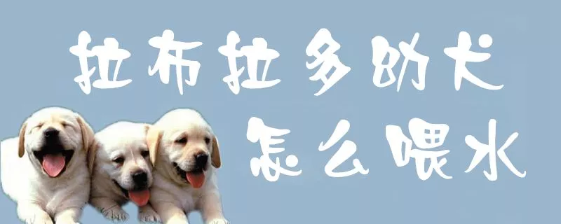 拉布拉多幼犬怎么喂水1