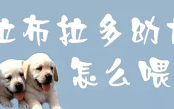 拉布拉多幼犬怎么喂水