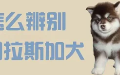 怎么辨别阿拉斯加犬