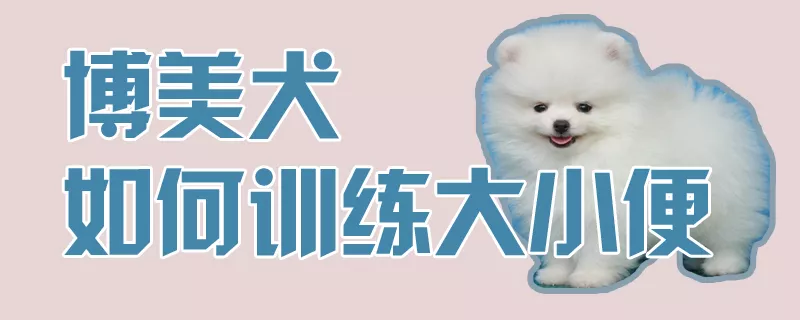 博美犬如何训练大小便