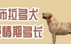 拉布拉多犬发情期多长