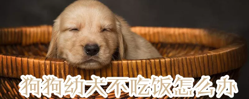 狗狗幼犬不吃饭怎么办