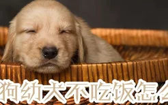 狗狗幼犬不吃饭怎么办