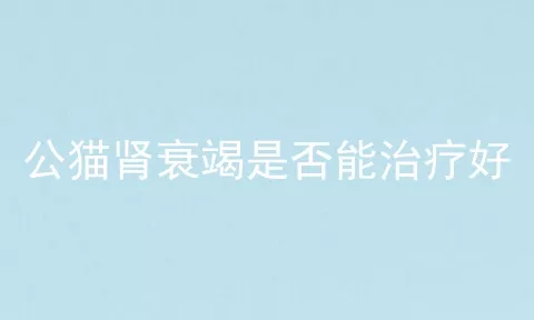 公猫肾衰竭是否能治疗好