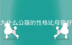 为什么公猫的性格比母猫好