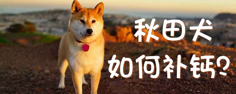 秋田犬如何补钙