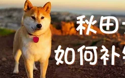 秋田犬如何补钙