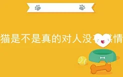 猫是不是真的对人没有感情