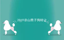 2019凉山麂子狗转让