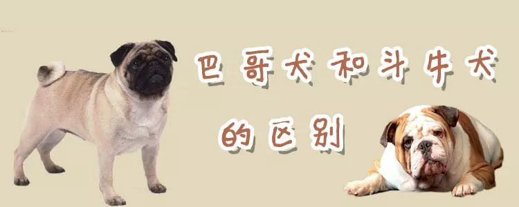 巴哥犬和斗牛犬的区别是什么